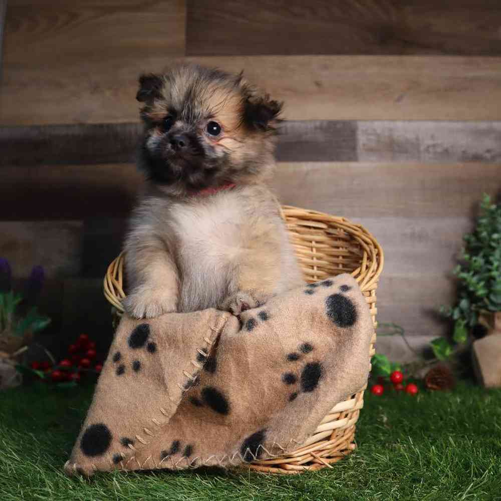 carousel pet images