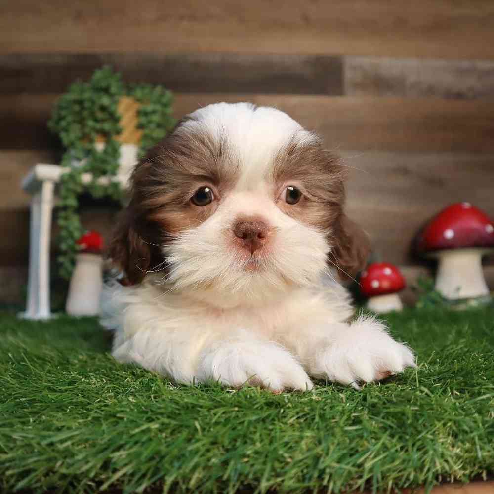 Female Shih Tzu Puppy for Sale in Blaine, MN