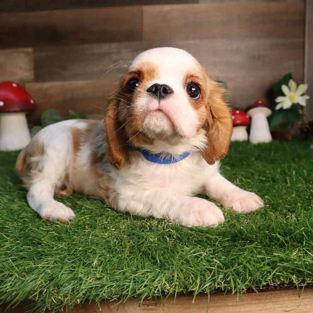 pet breed image