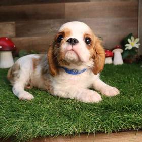 Cavalier King Charles Spaniel