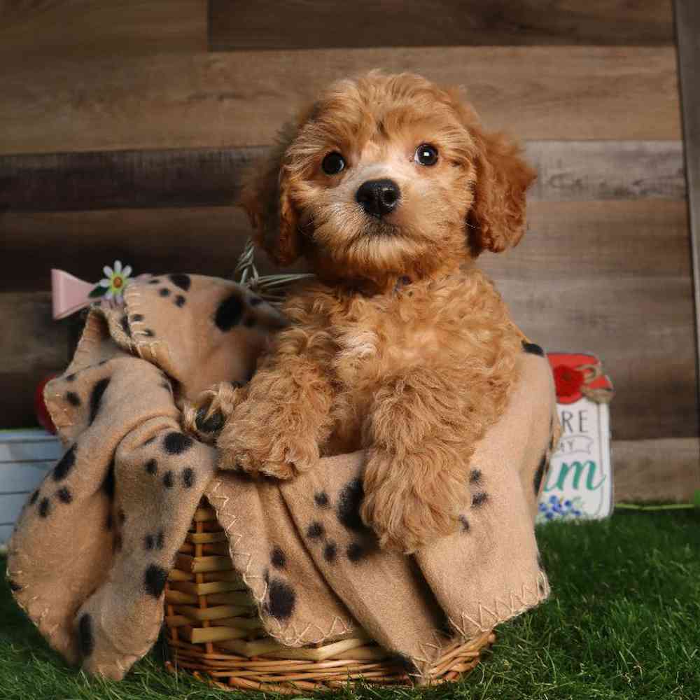 carousel pet images