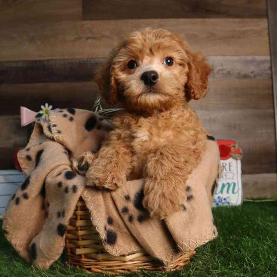Chex