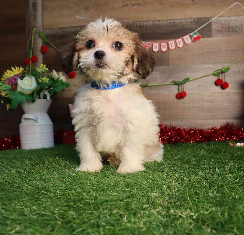 carousel pet images