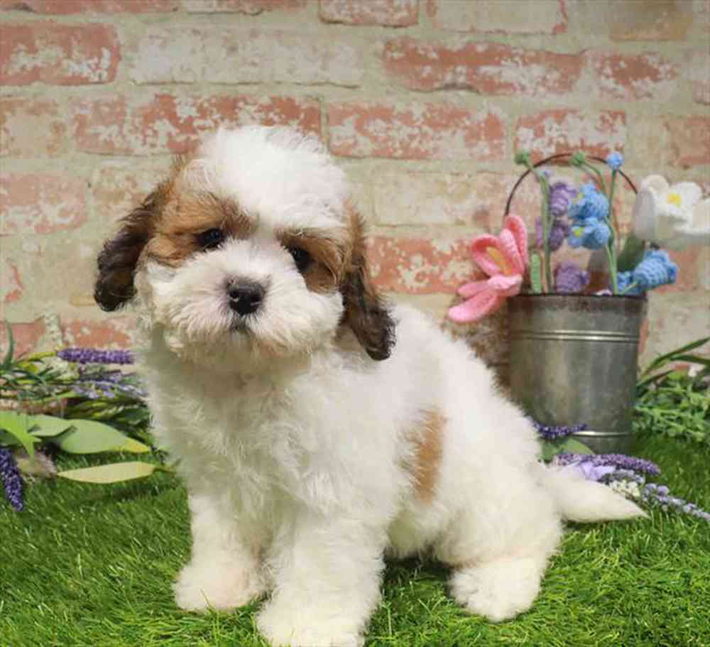 carousel pet images