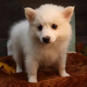 American Eskimo