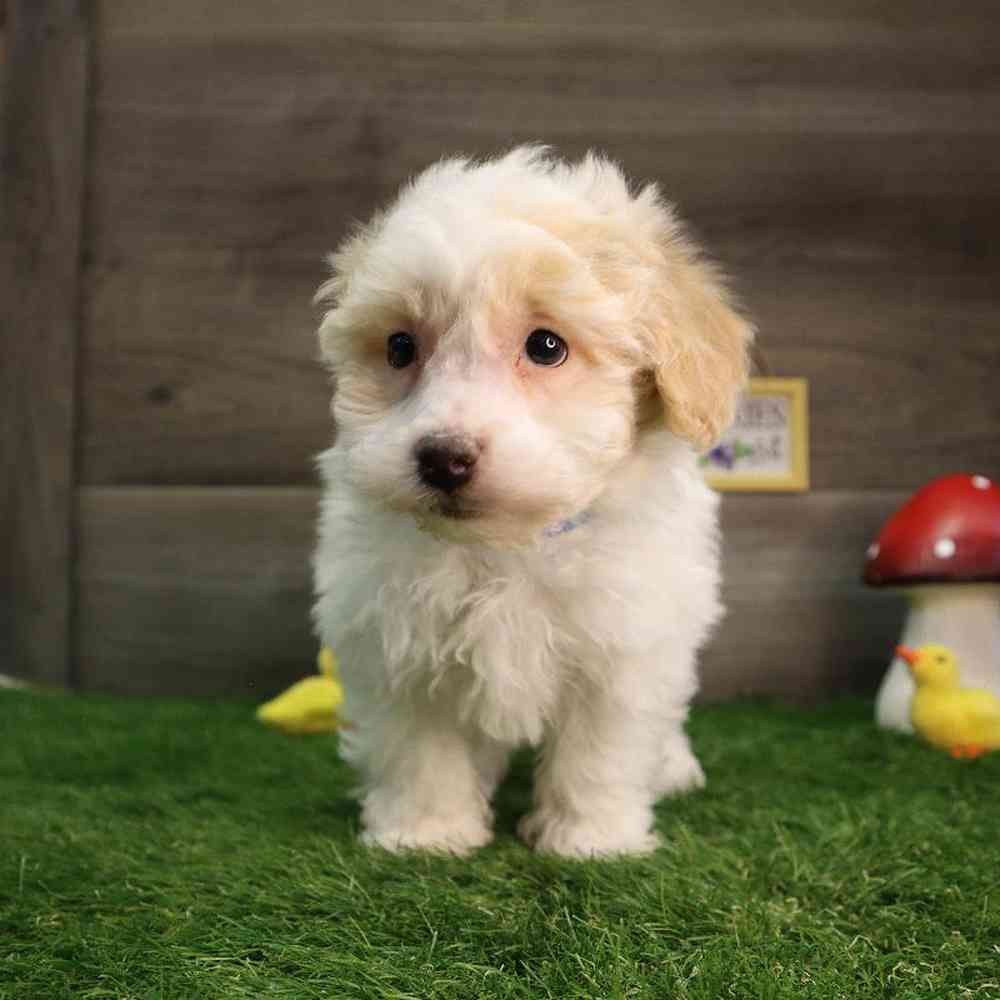 Teddy puppies for sale deals near me