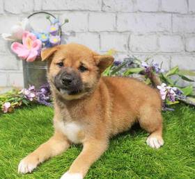Shiba Inu
