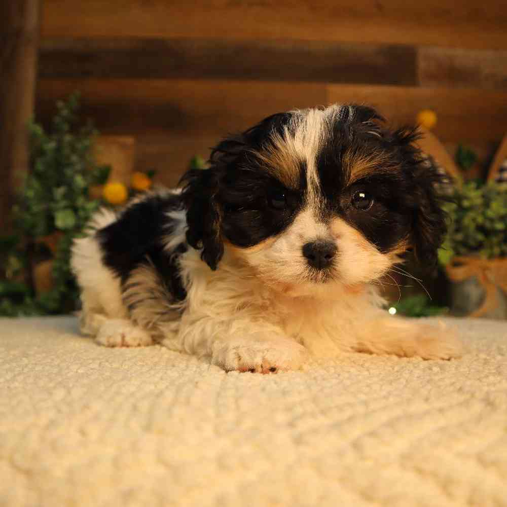 carousel pet images