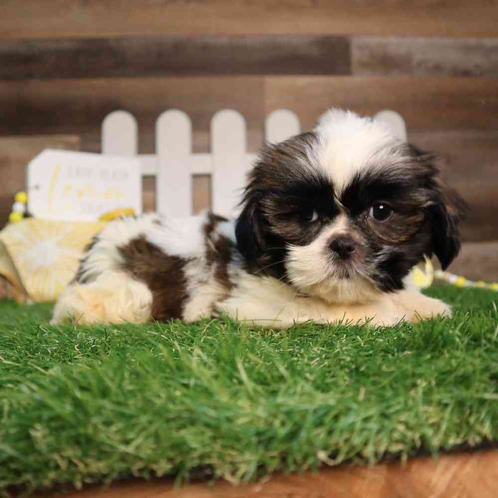 carousel pet images