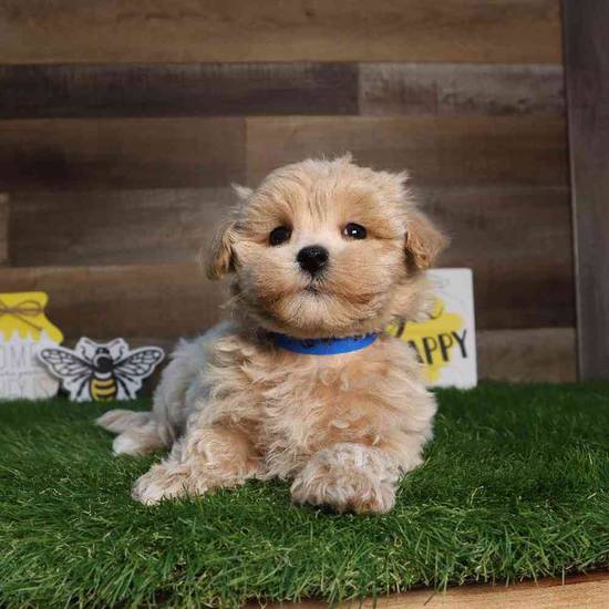 Ted