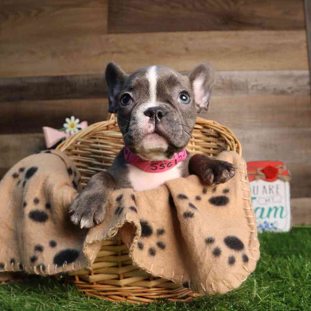 Female French Bulldog Puppy for Sale in Blaine, MN