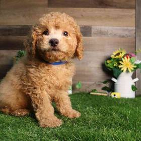 Cavapoo
