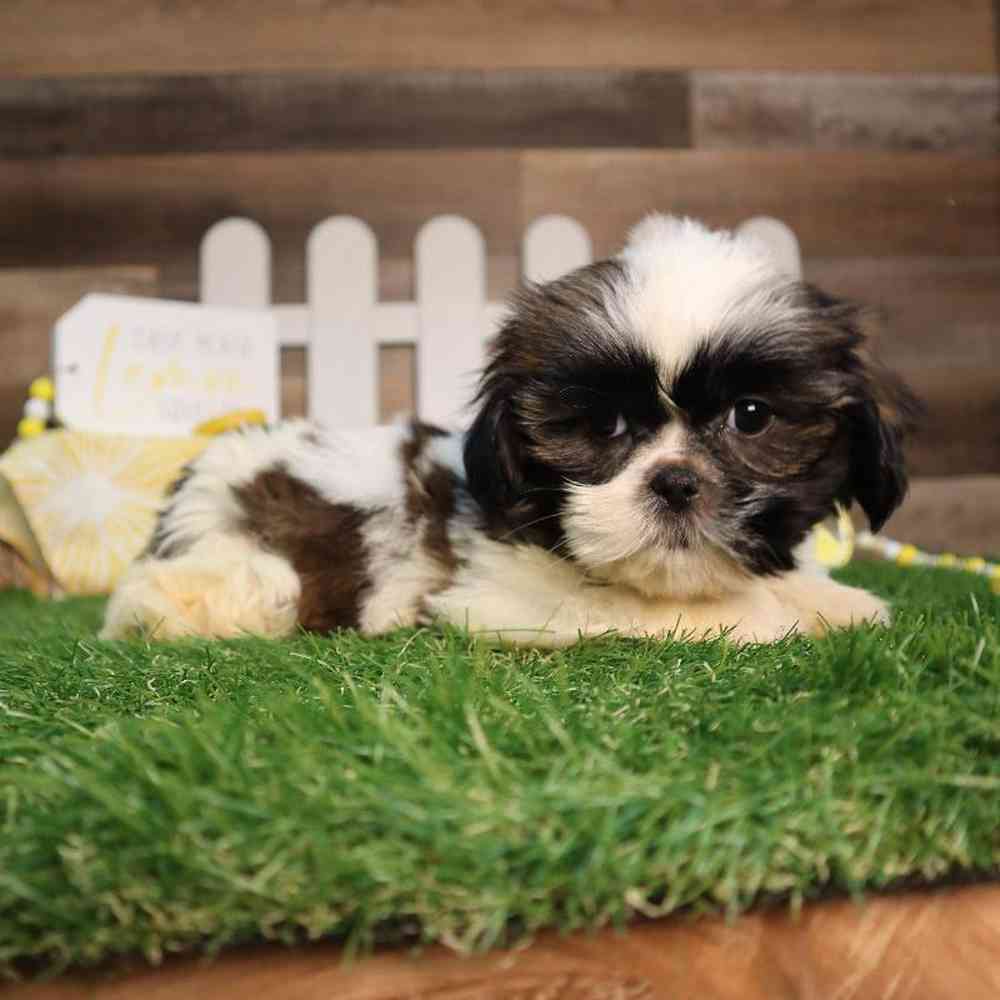 carousel pet images