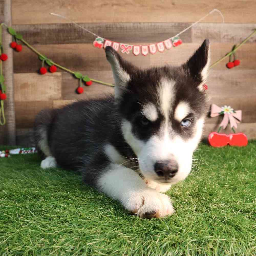 carousel pet images