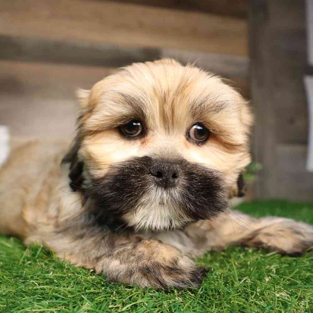 Male Lhasa Apso Puppy for Sale in Blaine, MN