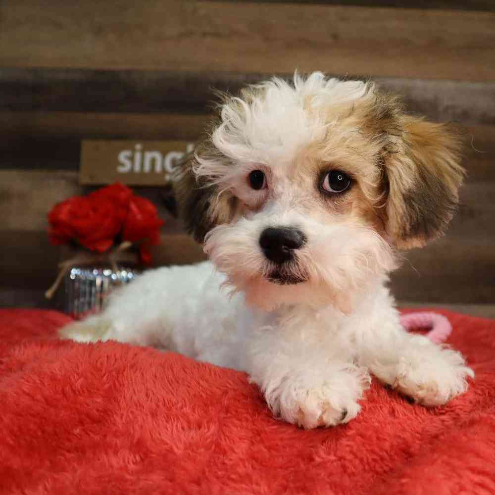 carousel pet images