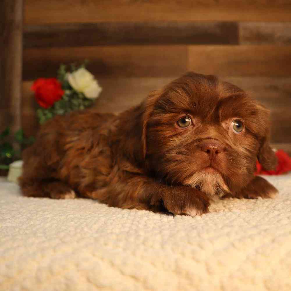 carousel pet images