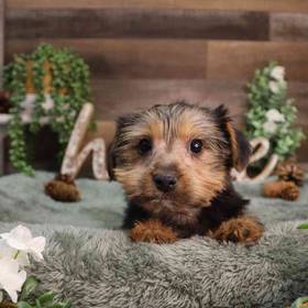 Yorkshire Terrier