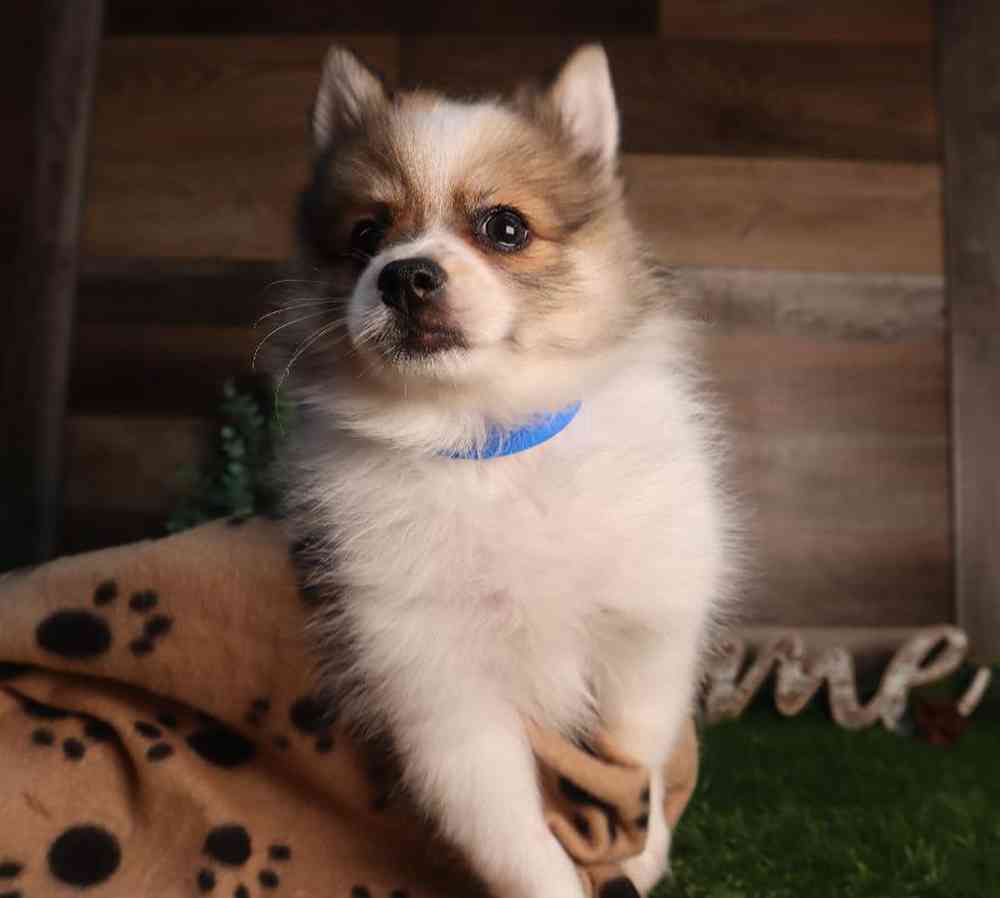 carousel pet images