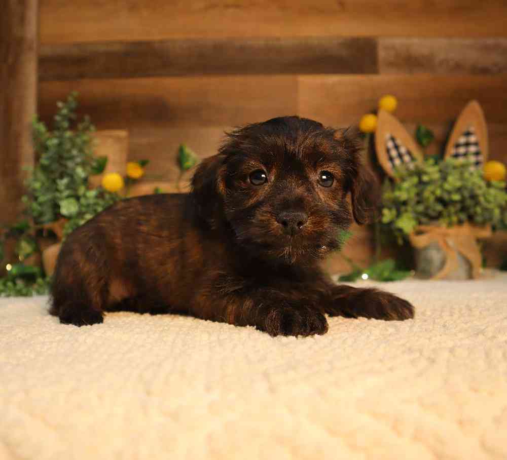 Male Yorkie-Poo Puppy for Sale in Blaine, MN