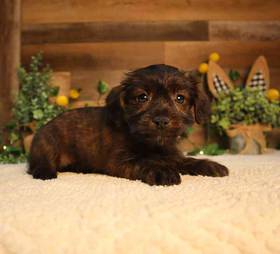 Yorkie-Poo