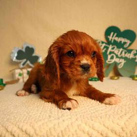 Cavalier King Charles Spaniel