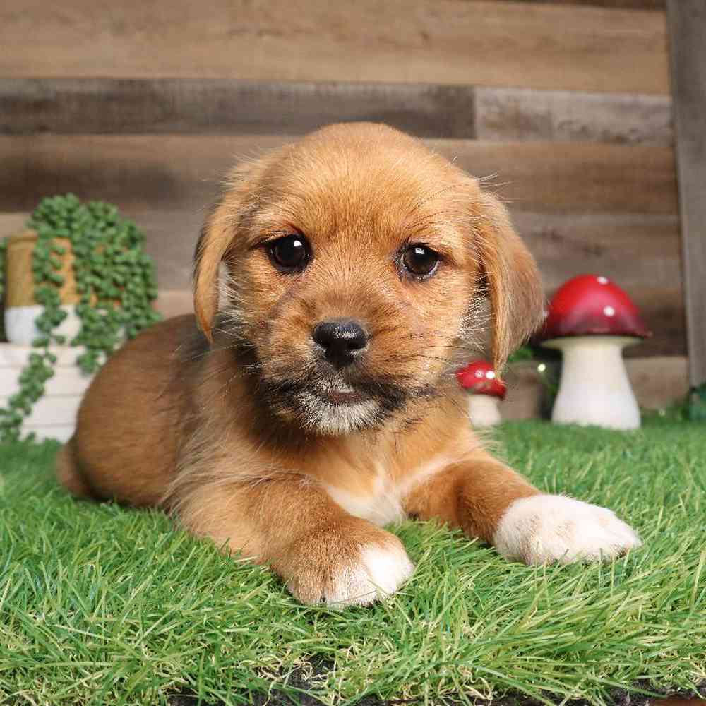 Female Shorkie Puppy for Sale in Blaine, MN