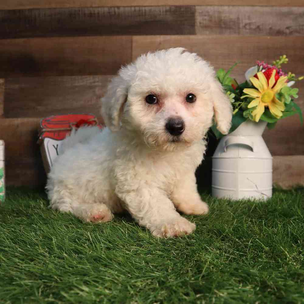 Female Bichon Frise Puppy for Sale in Blaine, MN
