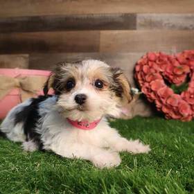 Morkie