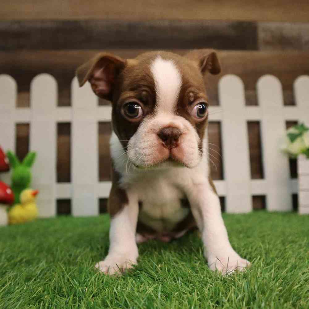 carousel pet images