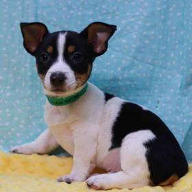 Rat Terrier