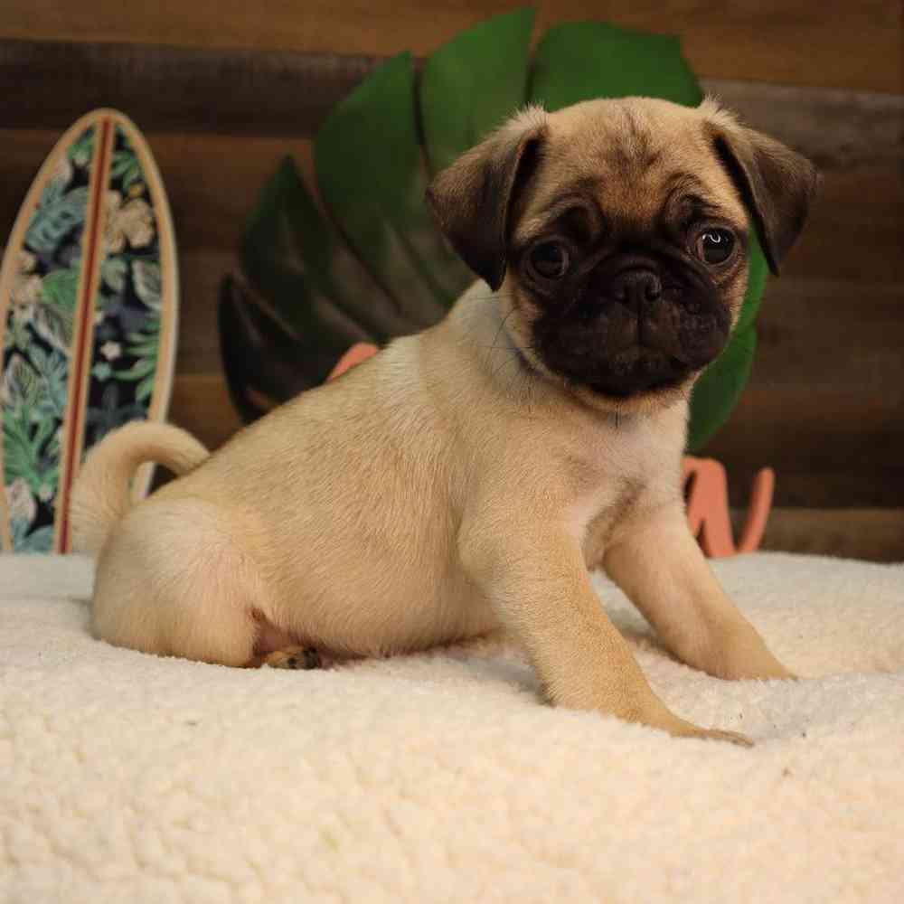 Male Pug Puppy for Sale in Blaine, MN