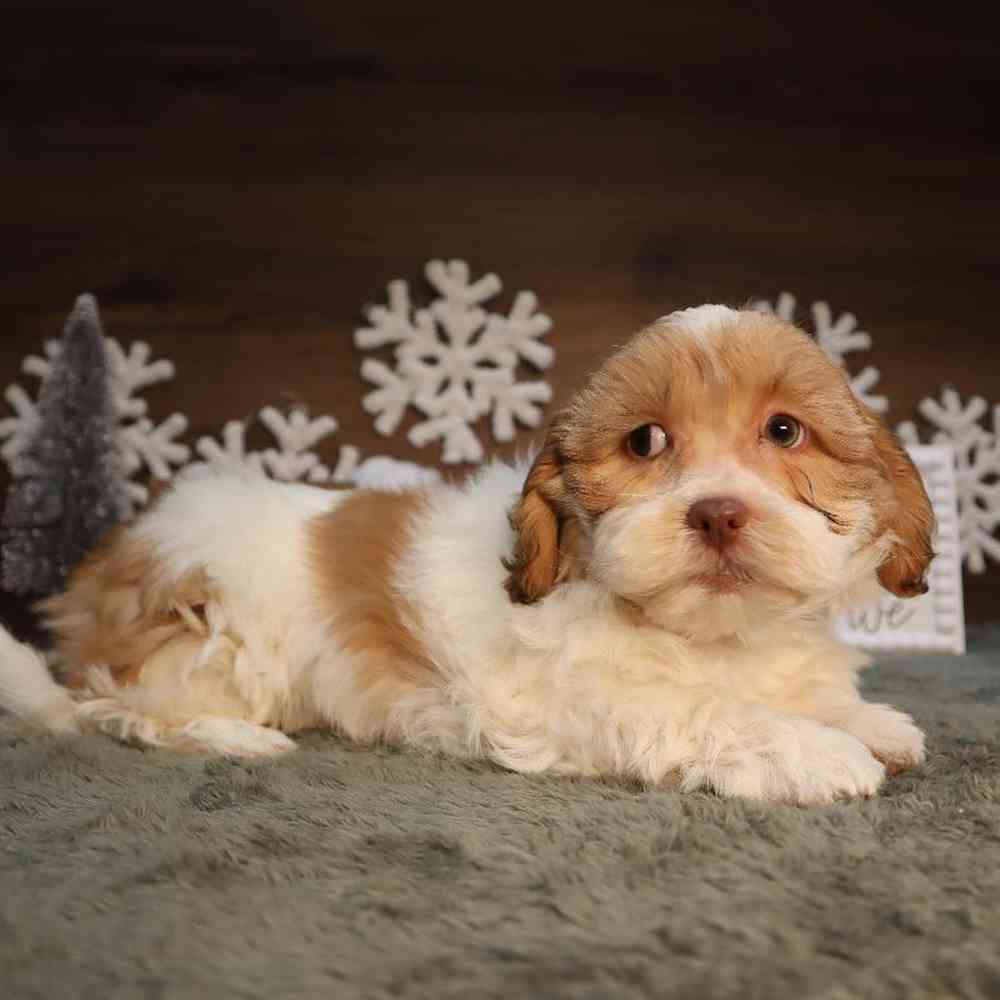 Pomterrier Puppies For Sale Four Paws And A Tail Pomterrier puppies for sale four paws and a tail