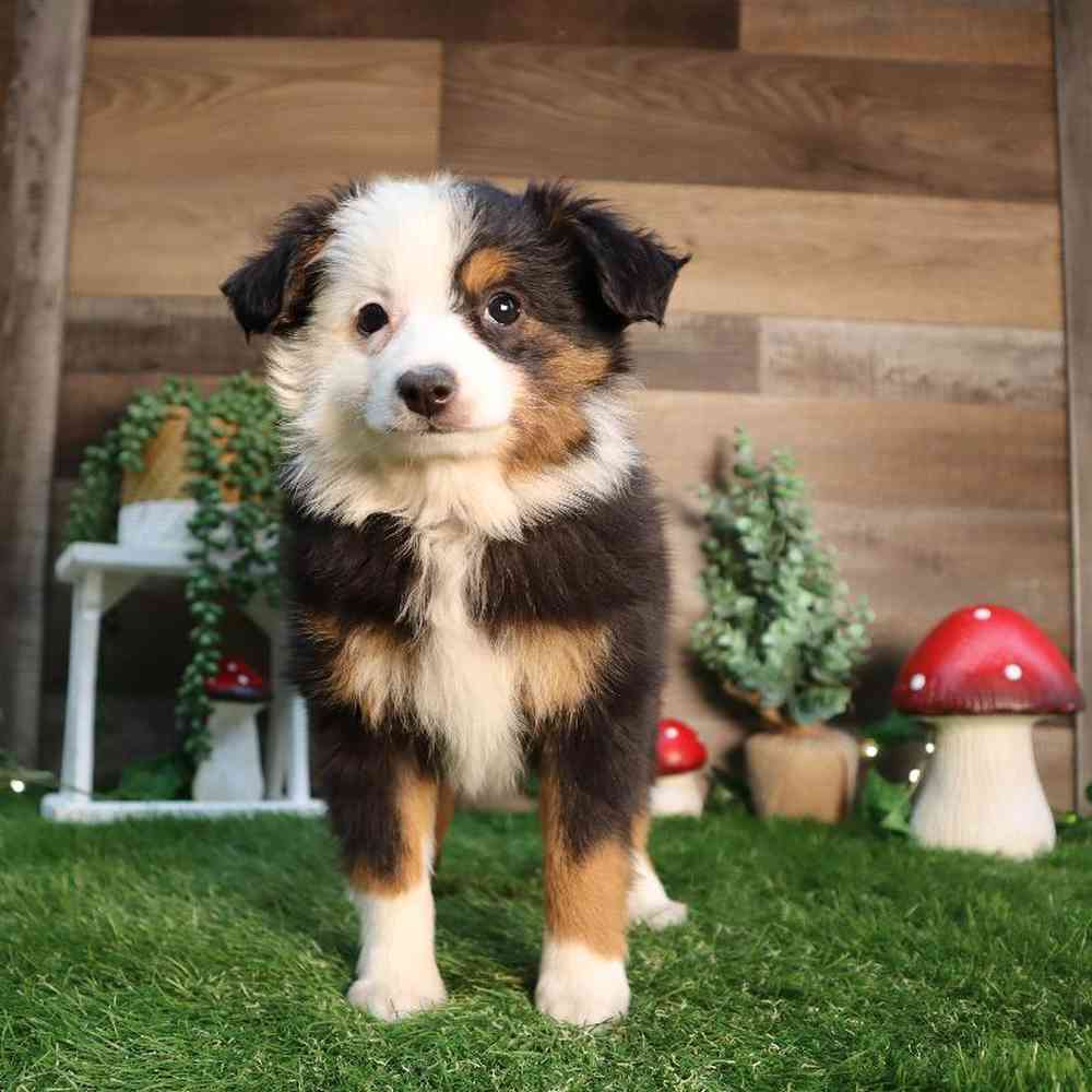 carousel pet images