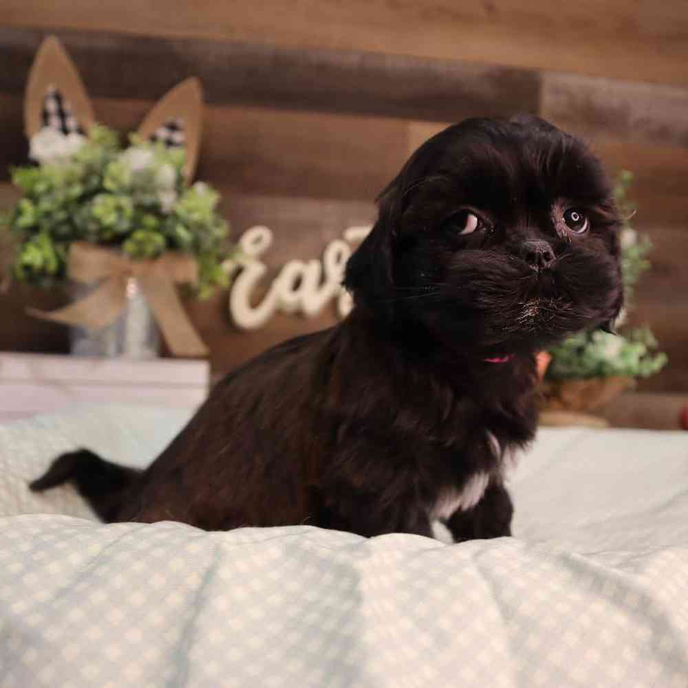 carousel pet images