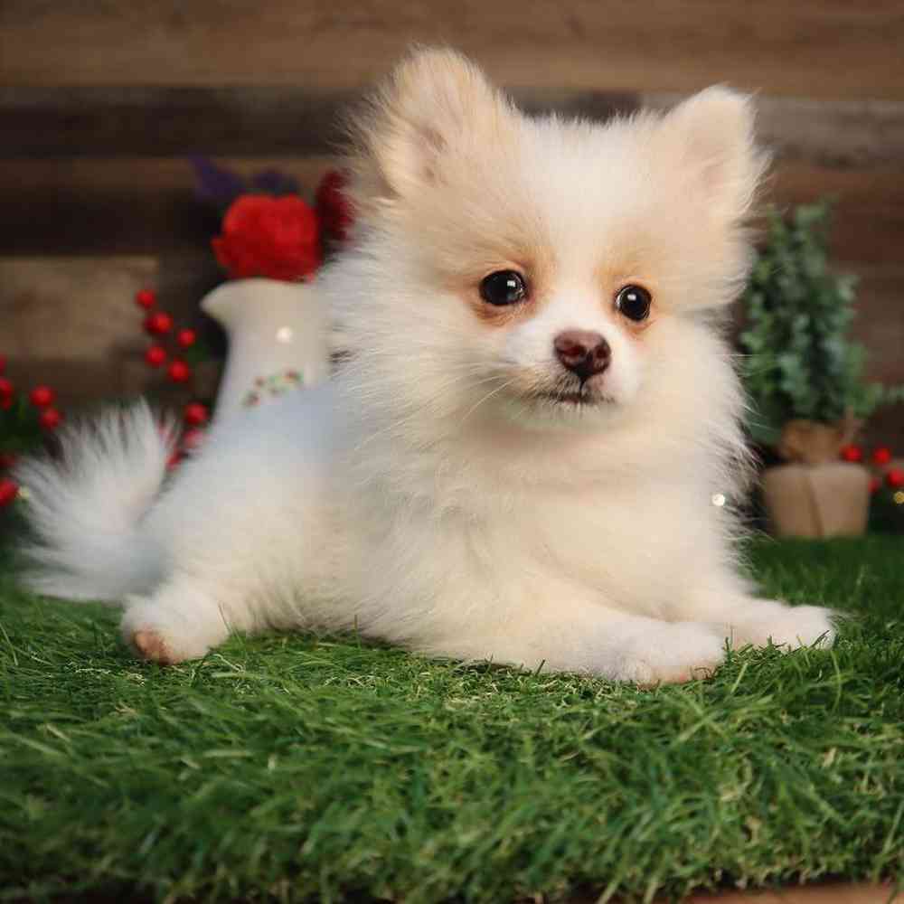 carousel pet images