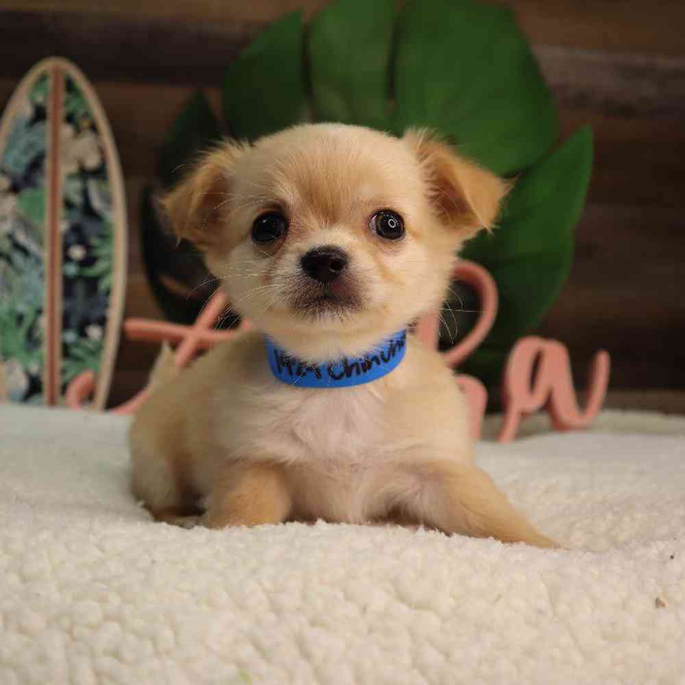 Male Chihuahua Puppy for Sale in Blaine, MN