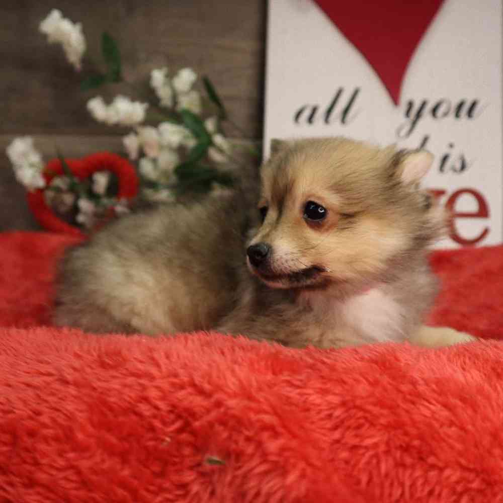 Female Pomeranian Puppy for Sale in Blaine, MN