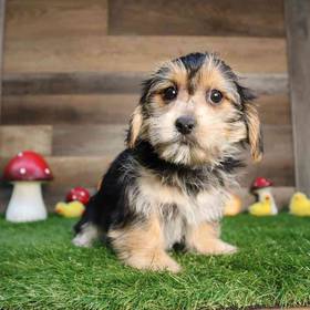 Morkie
