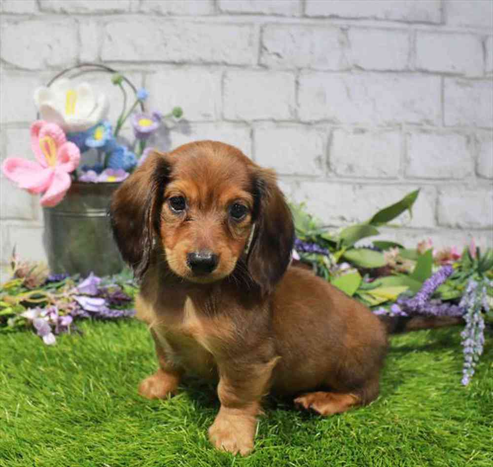 carousel pet images