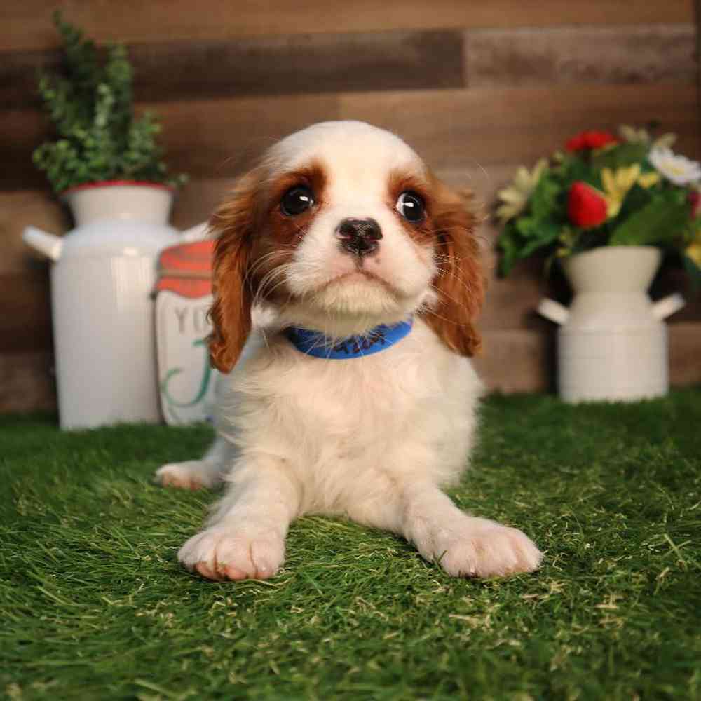 Male Cavalier King Charles Spaniel Puppy for Sale in Blaine, MN