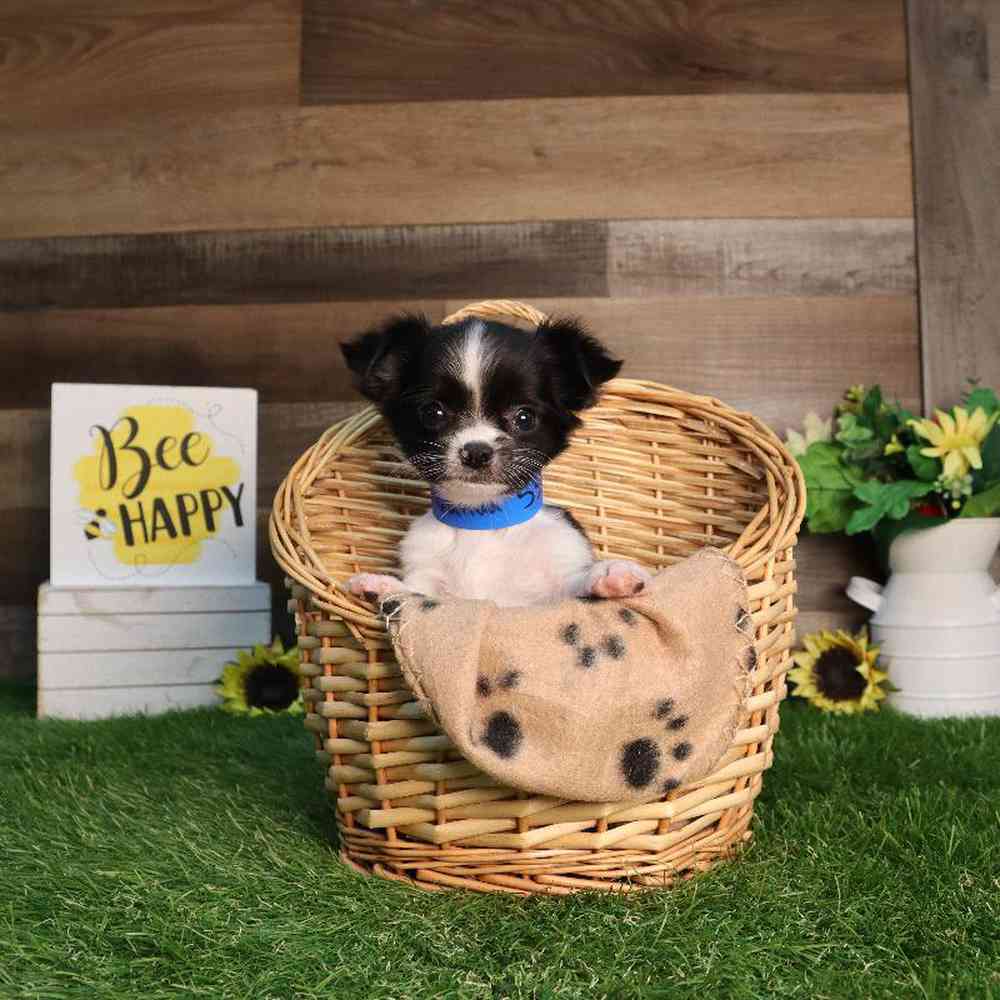 Male Chihuahua Puppy for Sale in Blaine, MN