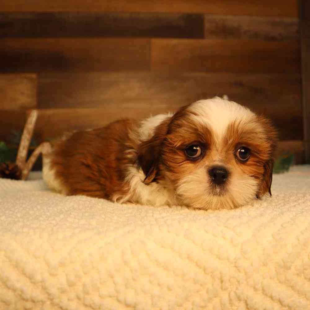carousel pet images