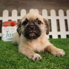 Teddy Pug