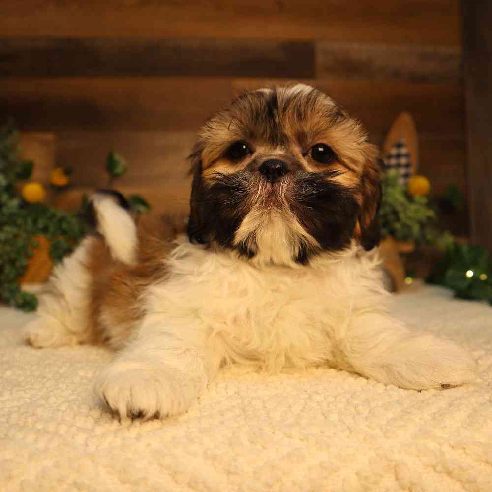 carousel pet images