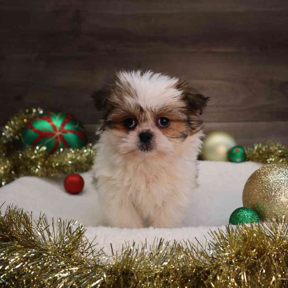 carousel pet images