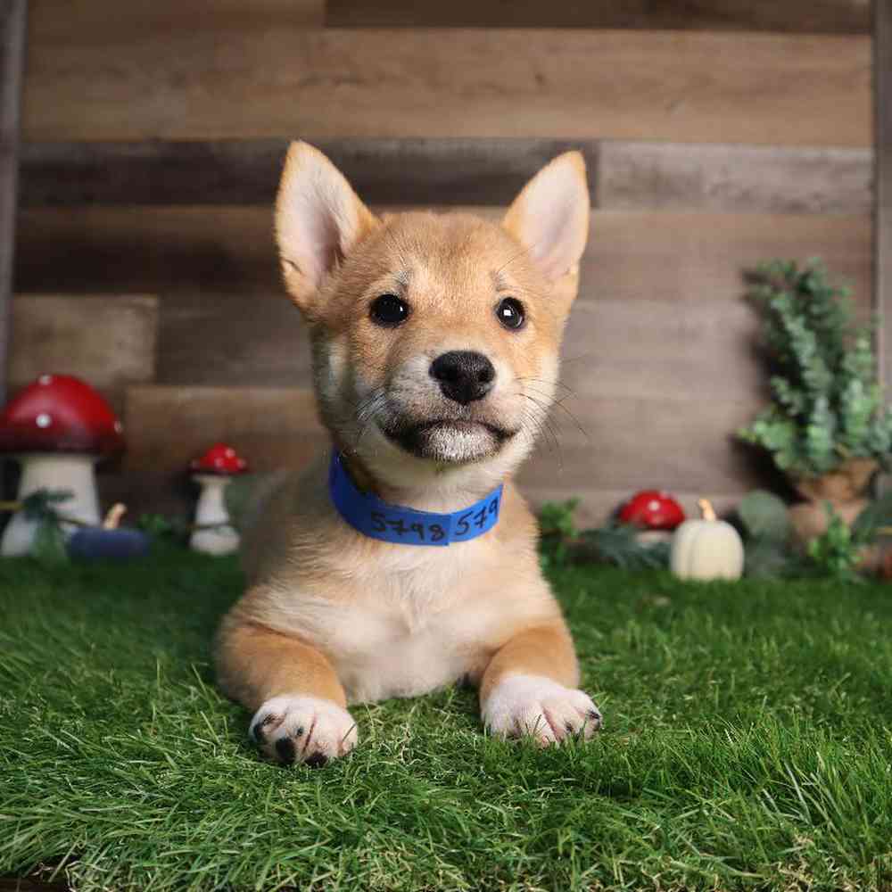 carousel pet images