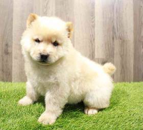 Chow Chow