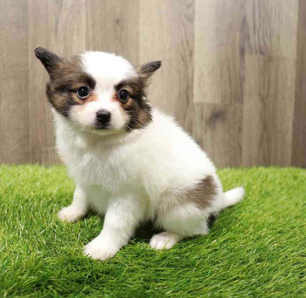 carousel pet images