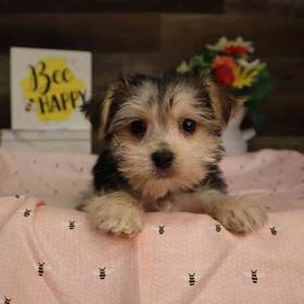 Morkie